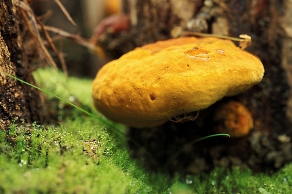 포토 JPG 식물 음식 채소 자연 사람없음 농작물 버섯 약재 나무말뚝 상황버섯 약용버섯 국내포토 농업 약 생태계 말뚝 파일형식