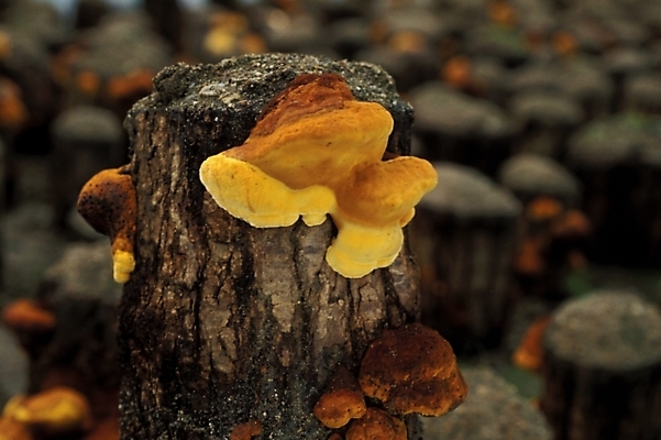 포토 JPG 식물 음식 채소 자연 사람없음 농작물 버섯 약재 나무말뚝 상황버섯 약용버섯 국내포토 농업 약 생태계 말뚝 파일형식