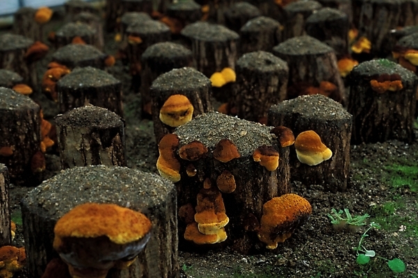 포토 JPG 식물 음식 채소 자연 사람없음 농작물 버섯 약재 나무말뚝 버섯농장 상황버섯 약용버섯 국내포토 농업 약 농장 생태계 말뚝 파일형식