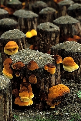 포토 JPG 식물 음식 채소 자연 사람없음 농작물 버섯 약재 나무말뚝 버섯농장 상황버섯 약용버섯 국내포토 농업 약 농장 생태계 말뚝 파일형식