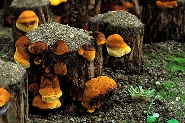 포토 JPG 식물 음식 채소 자연 사람없음 농작물 버섯 약재 나무말뚝 버섯농장 상황버섯 약용버섯 국내포토 농업 약 농장 생태계 말뚝 파일형식