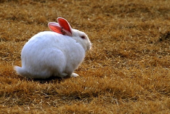 포토 JPG 동물 척추동물 육지동물 포유류 사람없음 반려동물 토끼 반려 국내포토 파일형식