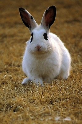 포토 JPG 동물 척추동물 육지동물 포유류 사람없음 반려동물 토끼 반려 국내포토 파일형식