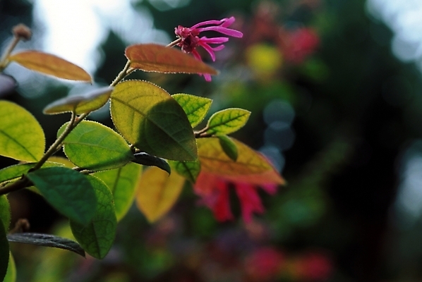 포토 JPG 식물 꽃 배경화면 백그라운드 잎 자연 나뭇잎 풍경 사람없음 빨간색 국내포토 컬러 생태계 파일형식