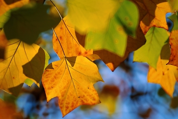 포토 JPG 식물 사계절 계절 백그라운드 잎 자연 나뭇잎 사람없음 가을 국내포토 생태계 파일형식