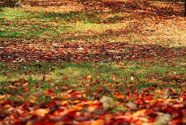 포토 JPG 식물 사계절 계절 백그라운드 낙엽 잎 자연 나뭇잎 사람없음 가을 국내포토 생태계 파일형식