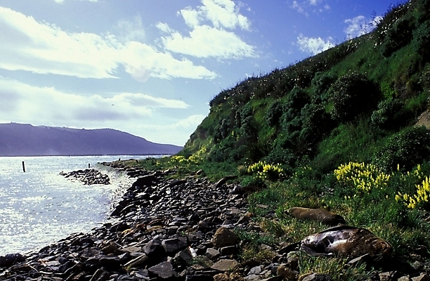 포토 JPG 동물 구름 척추동물 해외풍경 바다 외국문화 포유류 자연 하늘 산 풍경 해변 사람없음 바다동물 조약돌 오세아니아 물개 언덕 뉴질랜드 바다사자 뉴질랜드문화 국내포토 자연요소 해외 나라 문화 수중동물 돌_바위 생태계 서양문화 파일형식