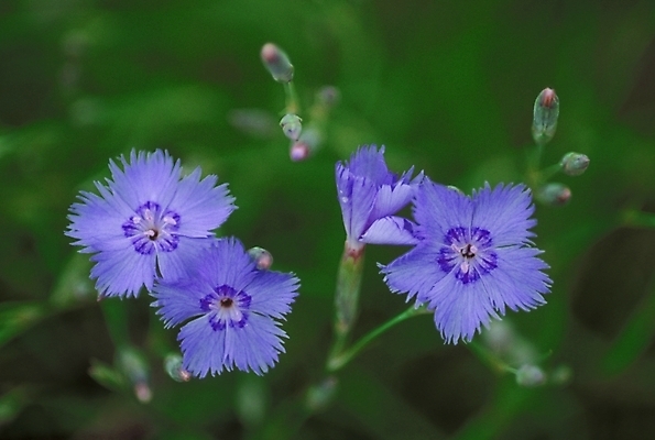 포토 JPG 식물 꽃잎 꽃 여러송이 여름꽃 자연 사람없음 들꽃 꽃술_꽃 패랭이꽃 국내포토 다수 생태계 파일형식 여름_계절