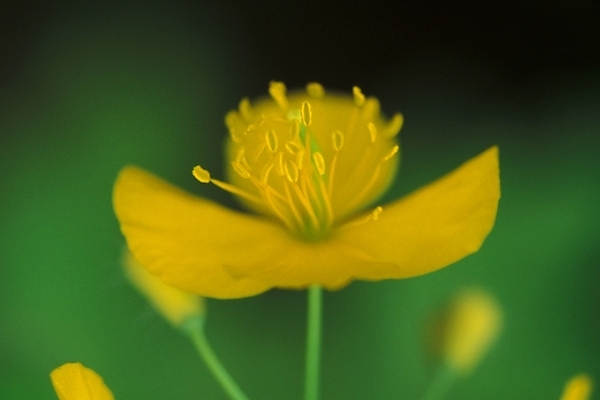 포토 JPG 식물 꽃잎 꽃 한송이 봄꽃 자연 사람없음 들꽃 꽃술_꽃 동의나물 국내포토 1 봄 생태계 송이 파일형식