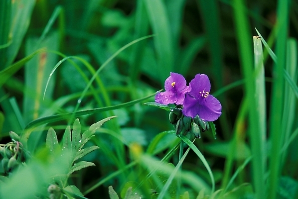 포토 JPG 식물 꽃잎 꽃 한송이 여름꽃 자연 사람없음 들꽃 물방울 꽃술_꽃 풀잎 이슬 달개비 닭의장풀 국내포토 1 잎 풀_식물 생태계 송이 파일형식 여름_계절