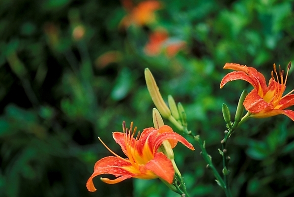 포토 JPG 주간 식물 꽃잎 꽃 자연 풍경 사람없음 야외 물방울 꽃술_꽃 이슬 나리꽃 국내포토 자연요소 생태계 파일형식