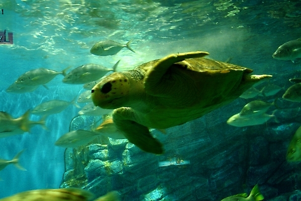 포토 JPG 동물 척추동물 파충류 어류 사람없음 바다동물 거북이 수족관 바다거북 국내포토 바다 수중동물 파일형식