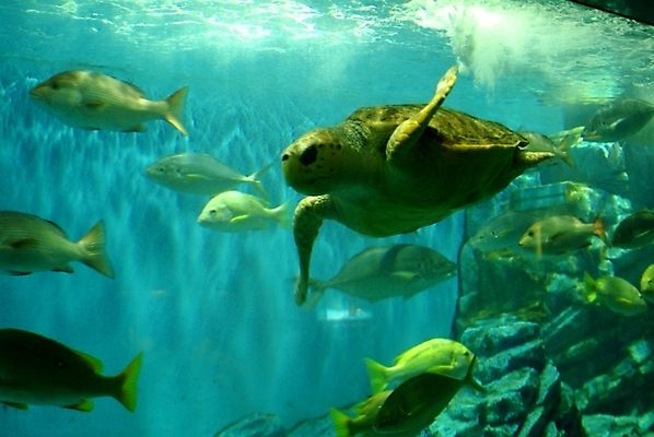 포토 JPG 동물 척추동물 파충류 어류 사람없음 바다동물 거북이 수족관 바다거북 국내포토 바다 수중동물 파일형식