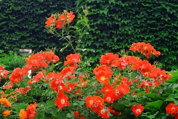 포토 JPG 주간 식물 꽃 여러송이 자연 꽃나무 사람없음 야외 진홍색 국내포토 자연요소 나무 다수 빨간색 생태계 파일형식