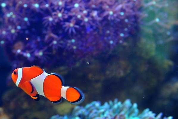 포토 JPG 동물 척추동물 관상어 어류 사람없음 산호 산호초 열대어 국내포토 수중동물 수중식물 자포동물 파일형식