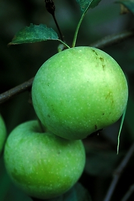 포토 JPG 식물 음식 과일 자연 사람없음 농작물 사과 풋사과 사과데이 애플데이 국내포토 농업 데이이벤트 생태계 파일형식