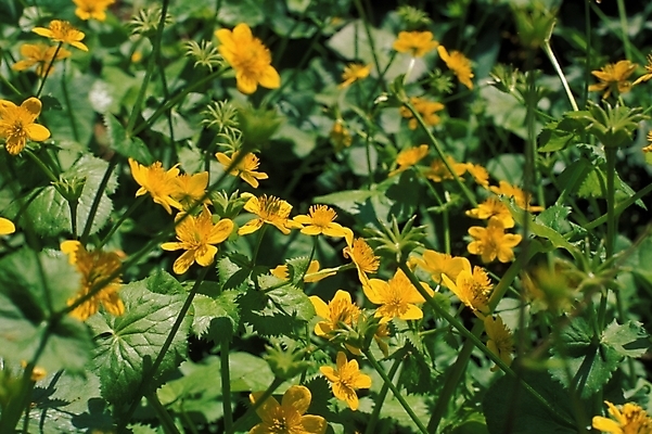 포토 JPG 식물 꽃 여러송이 봄꽃 자연 사람없음 들꽃 동의나물 국내포토 다수 봄 생태계 파일형식