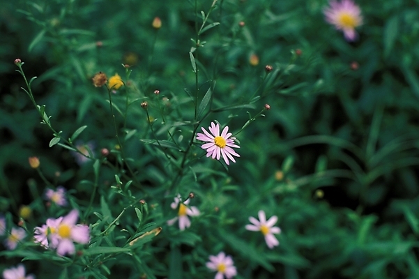 포토 JPG 식물 꽃 자연 가을꽃 사람없음 들꽃 쑥부쟁이 국내포토 생태계 파일형식 가을_계절