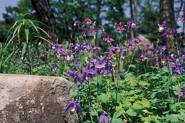 포토 JPG 식물 꽃 봄꽃 자연 사람없음 들꽃 돌_바위 바위 매발톱꽃 국내포토 봄 생태계 파일형식