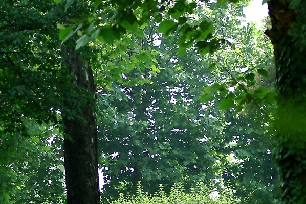 포토 JPG 나무 식물 자연 나뭇잎 풍경 사람없음 푸른숲 국내포토 잎 숲 생태계 파일형식