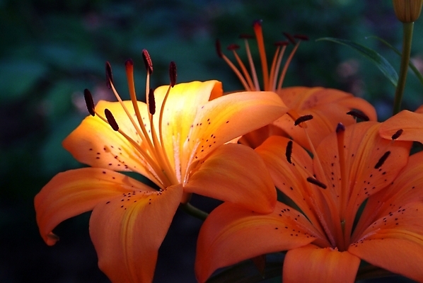 포토 JPG 식물 꽃잎 꽃 여름꽃 자연 사람없음 빛 꽃술_꽃 백합 두송이 나리꽃 국내포토 2 생태계 파일형식 여름_계절