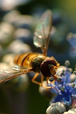 포토 JPG 동물 꽃 곤충 절지류 근접촬영 사람없음 꿀벌 일벌 국내포토 식물 뷰포인트 벌_곤충 파일형식