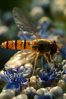 포토 JPG 동물 꽃 곤충 절지류 근접촬영 사람없음 꿀벌 일벌 국내포토 식물 뷰포인트 벌_곤충 파일형식