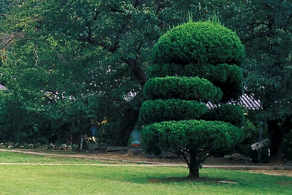 포토 JPG 나무 공원 자연 풍경 사람없음 정원 도시 향나무 국내포토 식물 공공시설 생태계 파일형식