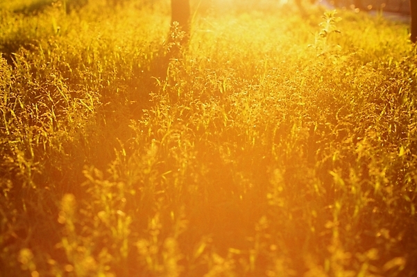 포토 JPG 백그라운드 밭 자연 풍경 초원 사람없음 황혼 일몰 풀 숲 국내포토 식물 농업 노을 생태계 파일형식