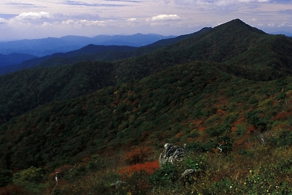 포토 JPG 나무 사계절 계절 자연 산 풍경 사람없음 가을 국내포토 식물 생태계 파일형식