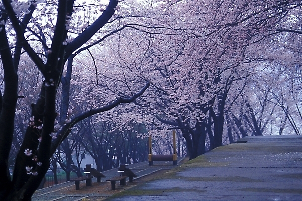 포토 JPG 나무 식물 사계절 계절 꽃 길 자연 풍경 사람없음 봄 벚꽃 벚나무 운동시설 국내포토 시설 생태계 파일형식