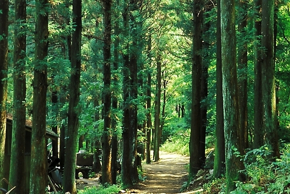 포토 JPG 나무 길 자연 풍경 사람없음 산책로 숲 산길 삼림욕 국내포토 식물 생태계 파일형식