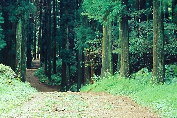 포토 JPG 나무 웰빙 길 자연 풍경 사람없음 산책로 숲 산길 삼림욕 푸른숲 국내포토 식물 생태계 파일형식