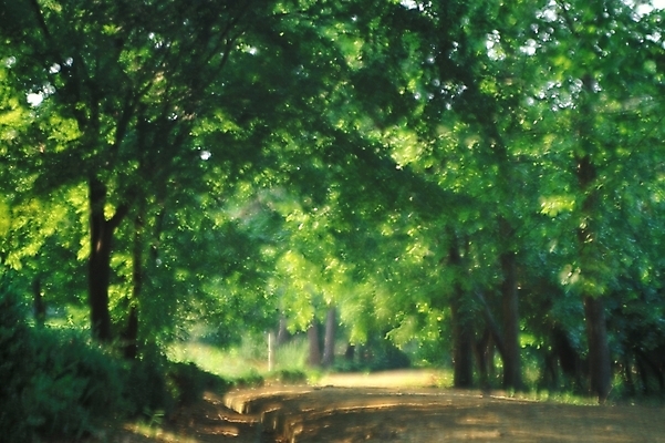 포토 JPG 나무 길 자연 풍경 사람없음 여름 숲 입하 블러 삼림욕 국내포토 식물 계절 절기 생태계 파일형식