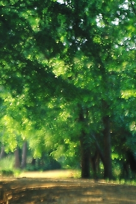 포토 JPG 나무 길 자연 풍경 사람없음 여름 숲 입하 블러 삼림욕 국내포토 식물 계절 절기 생태계 파일형식