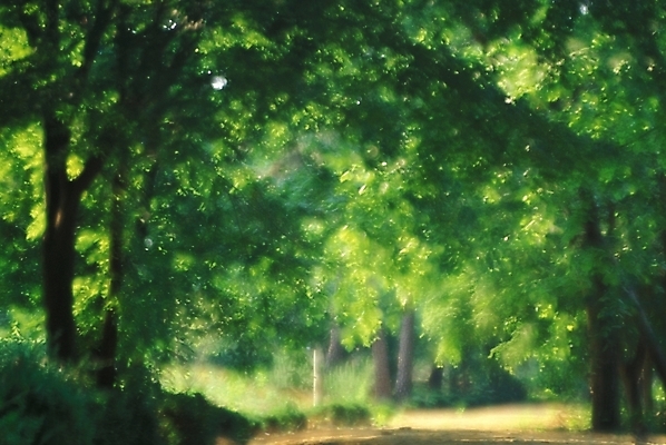 포토 JPG 나무 길 자연 풍경 사람없음 여름 숲 블러 삼림욕 국내포토 식물 계절 생태계 파일형식