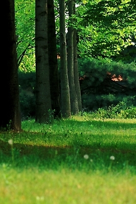 포토 JPG 나무 식물 웰빙 자연 풍경 사람없음 숲 삼림욕 푸른숲 국내포토 생태계 파일형식