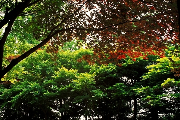 포토 JPG 나무 사계절 계절 단풍 자연 풍경 사람없음 가을 숲 입추 푸른숲 국내포토 식물 잎 절기 생태계 파일형식