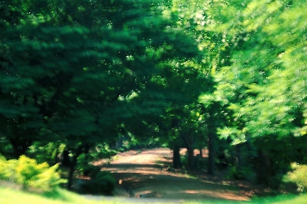 포토 JPG 나무 길 자연 풍경 사람없음 산책로 숲 산길 블러 삼림욕 푸른숲 국내포토 식물 생태계 파일형식