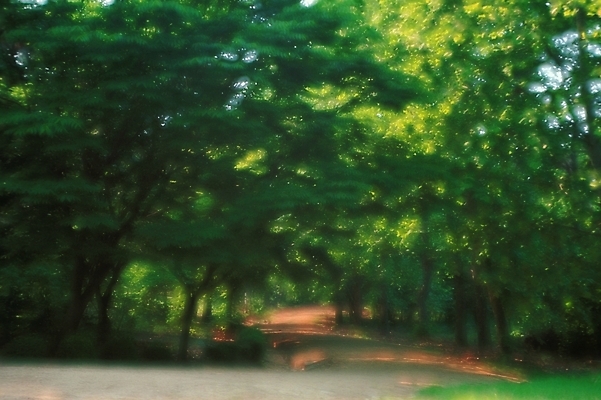 포토 JPG 나무 길 자연 풍경 사람없음 산책로 숲 산길 블러 삼림욕 푸른숲 국내포토 식물 생태계 파일형식