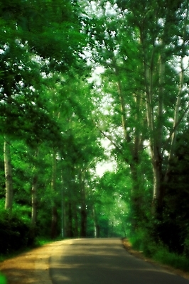 포토 JPG 나무 길 자연 풍경 사람없음 산책로 숲 산길 블러 삼림욕 푸른숲 국내포토 식물 생태계 파일형식