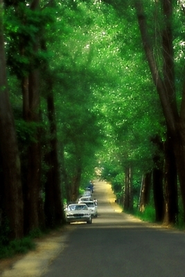 포토 JPG 나무 도로 길 육상교통 교통 자동차 자연 풍경 사람없음 산책로 숲 블러 삼림욕 푸른숲 국내포토 식물 교통수단 교통시설 생태계 파일형식
