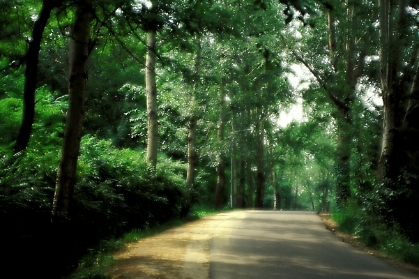 포토 JPG 나무 도로 길 자연 풍경 사람없음 산책로 숲 산길 블러 삼림욕 푸른숲 국내포토 식물 교통시설 생태계 파일형식