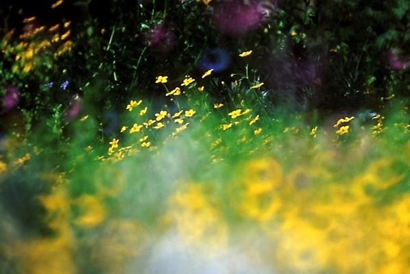 포토 JPG 식물 꽃 백그라운드 자연 풍경 사람없음 노란색 들꽃 야생초 국내포토 컬러 생태계 파일형식