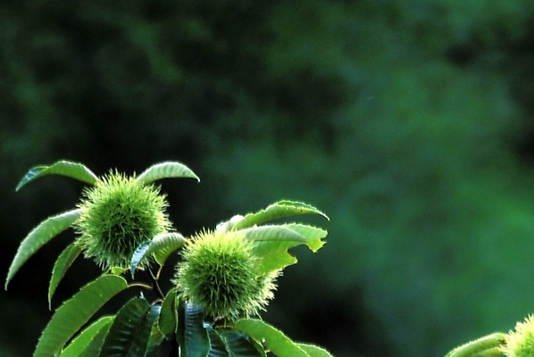포토 JPG 나무 식물 음식 자연 나뭇잎 풍경 사람없음 농작물 견과류 밤 밤송이 밤나무 국내포토 잎 농업 밤_견과류 생태계 파일형식