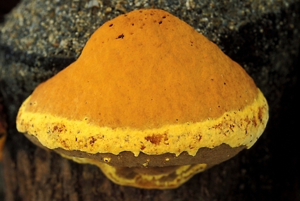 포토 JPG 식물 음식 채소 자연 사람없음 농작물 버섯 약재 나무말뚝 상황버섯 약용버섯 국내포토 농업 약 생태계 말뚝 파일형식