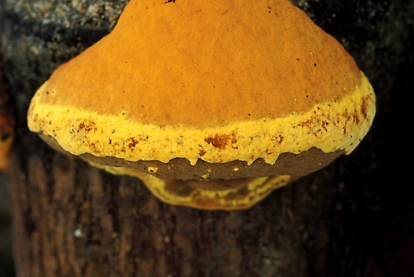 포토 JPG 식물 음식 채소 자연 사람없음 농작물 버섯 약재 나무말뚝 상황버섯 약용버섯 국내포토 농업 약 생태계 말뚝 파일형식