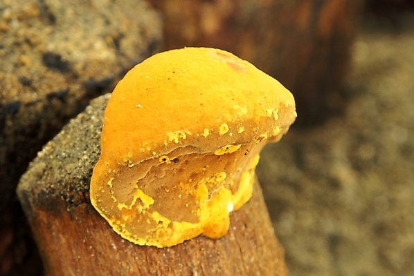 포토 JPG 식물 음식 채소 자연 사람없음 농작물 버섯 약재 나무말뚝 버섯농장 상황버섯 약용버섯 국내포토 농업 약 농장 생태계 말뚝 파일형식