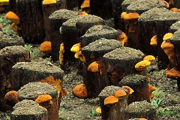 포토 JPG 식물 음식 채소 자연 사람없음 농작물 버섯 약재 나무말뚝 버섯농장 상황버섯 약용버섯 국내포토 농업 약 농장 생태계 말뚝 파일형식