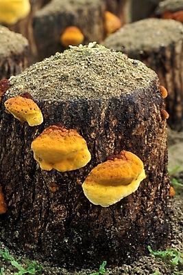 포토 JPG 식물 음식 채소 자연 사람없음 농작물 버섯 약재 나무말뚝 버섯농장 상황버섯 약용버섯 국내포토 농업 약 농장 생태계 말뚝 파일형식